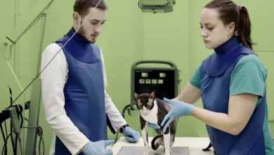 lemonade pet insurance review